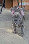 French Bulldog Puppy – Blue Male