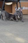 French Bulldog Puppy – Blue Male