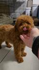 Toy Poodle Puppy – Teddy Type, Red Brown