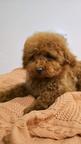 Toy Poodle Puppy – Teddy Type, Red Brown