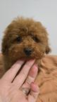 Toy Poodle Puppy – Teddy Type, Red Brown