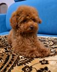 Toy Poodle Puppy – Teddy Type, Red Brown