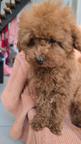 Toy Poodle Puppy – Teddy Type, Red Brown