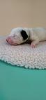 Dalmatian with pedigree FCI