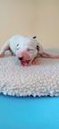Dalmatian with pedigree FCI