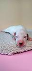Dalmatian with pedigree FCI