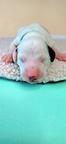Dalmatian with pedigree FCI