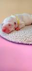Dalmatian with pedigree FCI