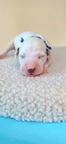 Dalmatian with pedigree FCI