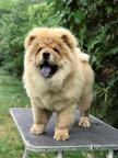 Chow Chow Puppies for sale