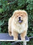 Chow Chow Puppies for sale