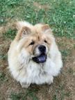 Chow Chow Puppies for sale