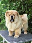 Chow Chow Puppies for sale