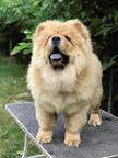 Chow Chow Puppies for sale