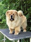 Chow Chow Puppies for sale