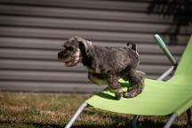 Pepper and salt Miniature Schnauzer puppy male