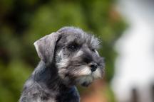 Pepper and salt Miniature Schnauzer puppy male