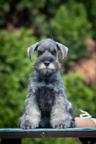 Pepper and salt Miniature Schnauzer puppy male