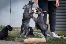 Pepper and salt Miniature Schnauzer puppy male