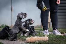 Pepper and salt Miniature Schnauzer puppy male