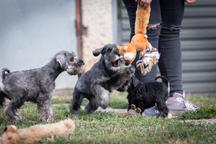 Pepper and salt Miniature Schnauzer puppy male