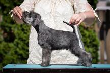 Pepper and salt Miniature Schnauzer puppy male
