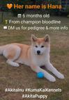 Akita Inu – 6-Month-Old Female, FCI, Champion Bloodline