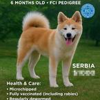Akita Inu – 6-Month-Old Female, FCI, Champion Bloodline
