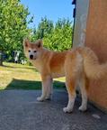 Akita Inu – 6-Month-Old Female, FCI, Champion Bloodline