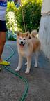 Akita Inu – 6-Month-Old Female, FCI, Champion Bloodline