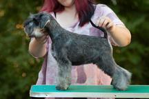 Pepper and salt Miniature Schnauzer puppy male