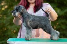 Pepper and salt Miniature Schnauzer puppy male