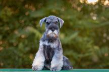 Pepper and salt Miniature Schnauzer puppy male