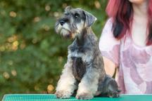 Pepper and salt Miniature Schnauzer puppy male