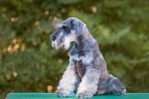 Pepper and salt Miniature Schnauzer puppy male