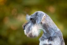 Pepper and salt Miniature Schnauzer puppy male
