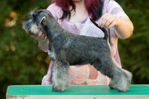 Pepper and salt Miniature Schnauzer puppy male