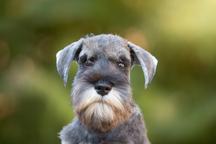 Pepper and salt Miniature Schnauzer puppy male