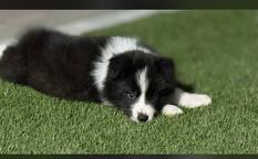 Border collie puppies
