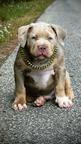 American Bully XL Puppies for Sale – 2 Months Old –  Merle Color