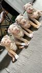 American Bully XL Puppies for Sale – 2 Months Old –  Merle Color