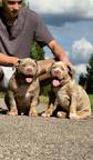 American Bully XL Puppies for Sale – 2 Months Old –  Merle Color