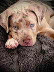 American Bully XL Puppies for Sale – 2 Months Old –  Merle Color