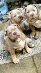 American Bully XL Puppies for Sale – 2 Months Old –  Merle Color
