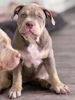 American Bully XL Puppies for Sale – 2 Months Old –  Merle Color