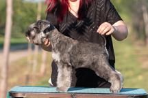 Pepper and salt Miniature Schnauzer puppy male