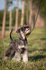 Pepper and salt Miniature Schnauzer puppy male