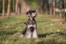 Pepper and salt Miniature Schnauzer puppy male
