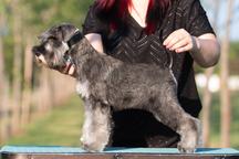 Pepper and salt Miniature Schnauzer puppy male