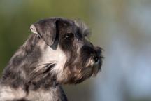 Pepper and salt Miniature Schnauzer puppy male
